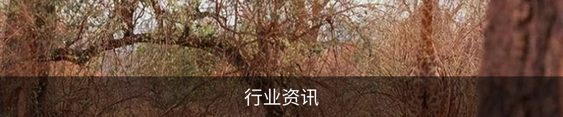 行业资讯